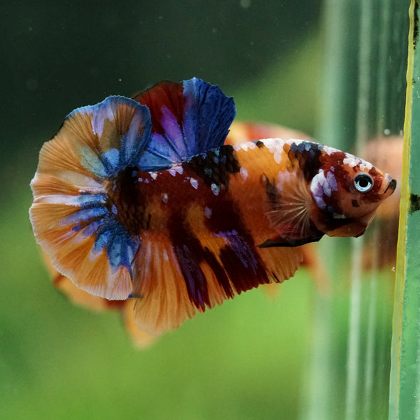 Multicolor/Galaxy Koi Plakat -16 weeks Old