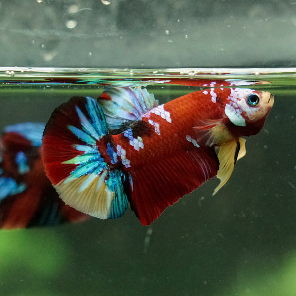Multicolor/Galaxy Koi Plakat -16 weeks Old