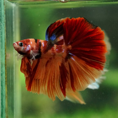 Galaxy/Candy Koi Halfmoon - 14 weeks old