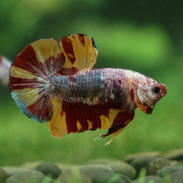 Multicolor/Galaxy Koi Plakat -13 weeks Old