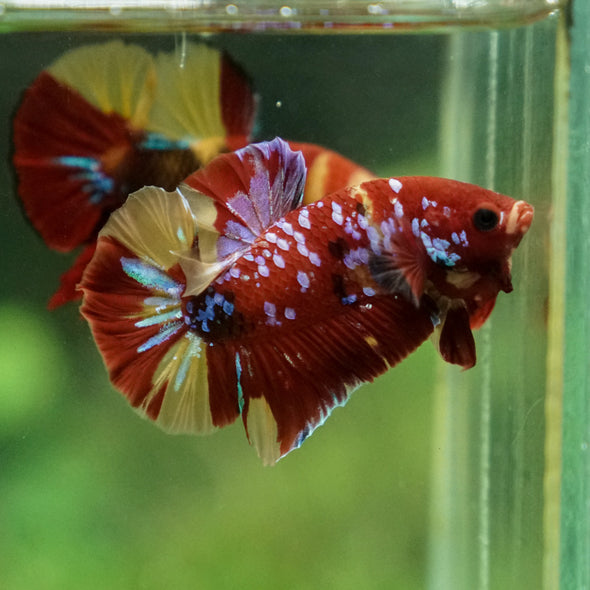 Multicolor/Galaxy Koi Plakat -13 weeks Old