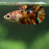 Multicolor/ Galaxy Koi Plakat- Female- 13 Weeks Old