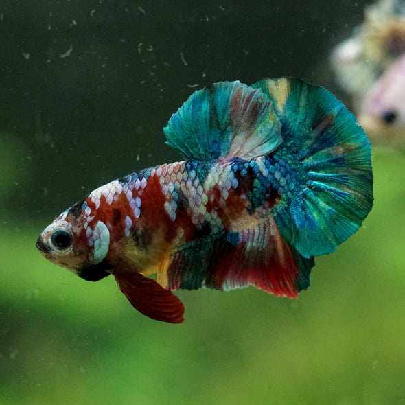 Multicolor/Galaxy Koi Plakat -16 weeks Old