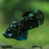 Black Galaxy Koi Plakat (Avatar) - Female- 13 Weeks Old