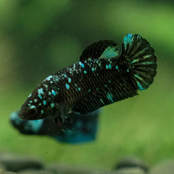 Black Galaxy Koi Plakat (Avatar) - Female- 13 Weeks Old