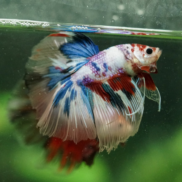 Galaxy/Candy Koi Halfmoon - 13 weeks old