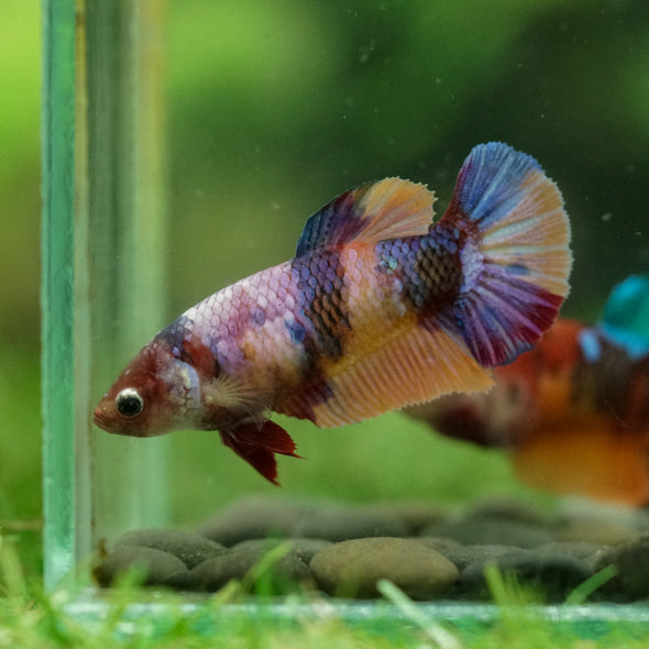 Multicolor/ Galaxy Koi Plakat- Female- 13 Weeks Old