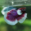 Dumbo Halfmoon - 10 weeks old