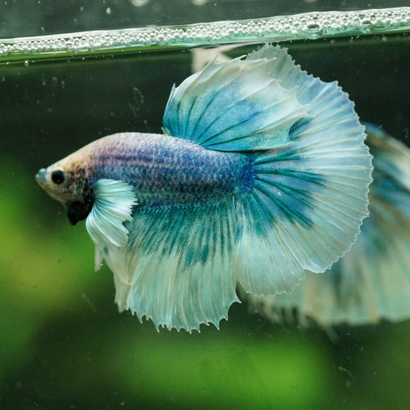 Dumbo Halfmoon - 12 weeks old