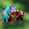 Multicolor/Galaxy Koi Plakat -15 weeks Old