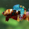 Multicolor/Galaxy Koi Plakat -16 weeks Old