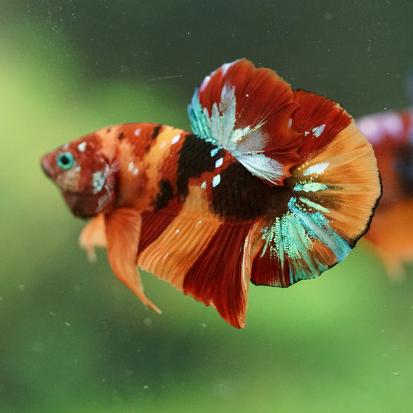 Multicolor/Galaxy Koi Plakat -16 weeks Old