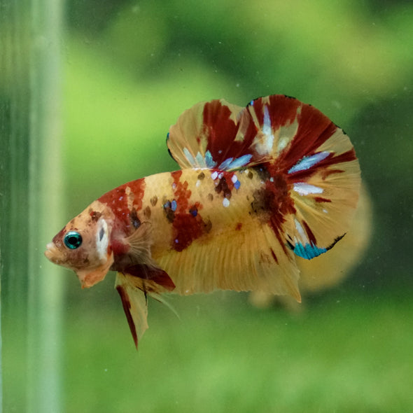 Multicolor/Galaxy Koi Plakat -13 weeks Old