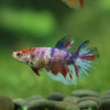 Multicolor/ Galaxy Koi Halfmoon - Female- 13 Weeks Old