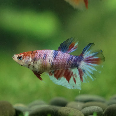 Multicolor/ Galaxy Koi Halfmoon - Female- 13 Weeks Old