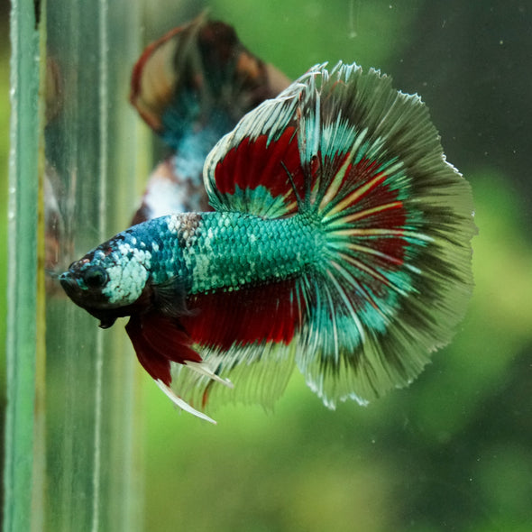 Galaxy/Candy Koi Halfmoon - 14 weeks old