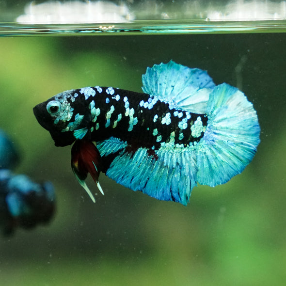 Black Koi Galaxy Plakat (Avatar) -13 weeks Old