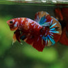 Multicolor/Galaxy Koi Plakat -16 weeks Old