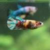 Multicolor/ Galaxy Koi Plakat - Female- 13 Weeks Old