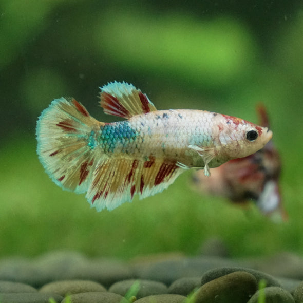 Multicolor/ Galaxy Koi Halfmoon - Female- 13 Weeks Old