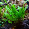 Java Fern