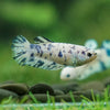 Blue/Green Dalmatian Plakat- Female