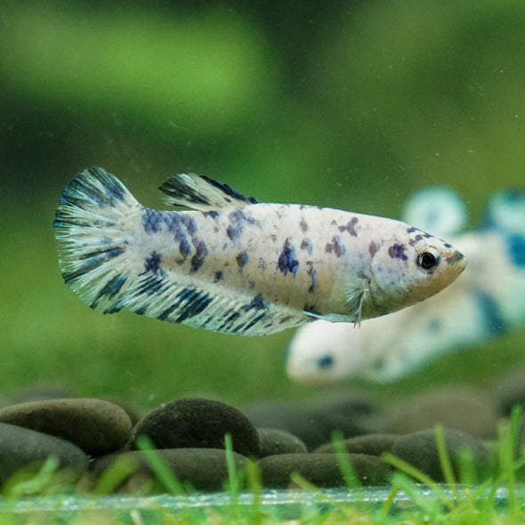 Blue/Green Dalmatian Plakat- Female