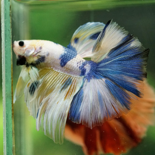 Galaxy/Candy Koi Halfmoon - 14 weeks old