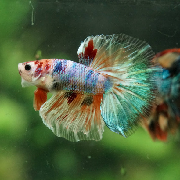 Galaxy/Candy Koi Halfmoon - 14 weeks old