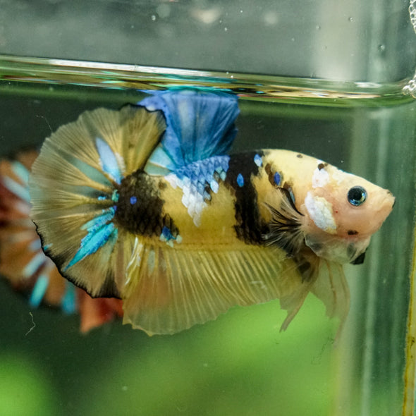 Multicolor/Galaxy Koi Plakat -16 weeks Old