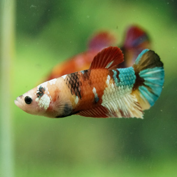 Multicolor/ Galaxy Koi Plakat- Female- 13 Weeks Old