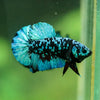 Black Koi Galaxy Plakat (Avatar) -10 weeks Old