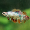 Multicolor/ Galaxy Koi Halfmoon - Female- 13 Weeks Old