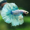 Dumbo Halfmoon - 12 weeks old