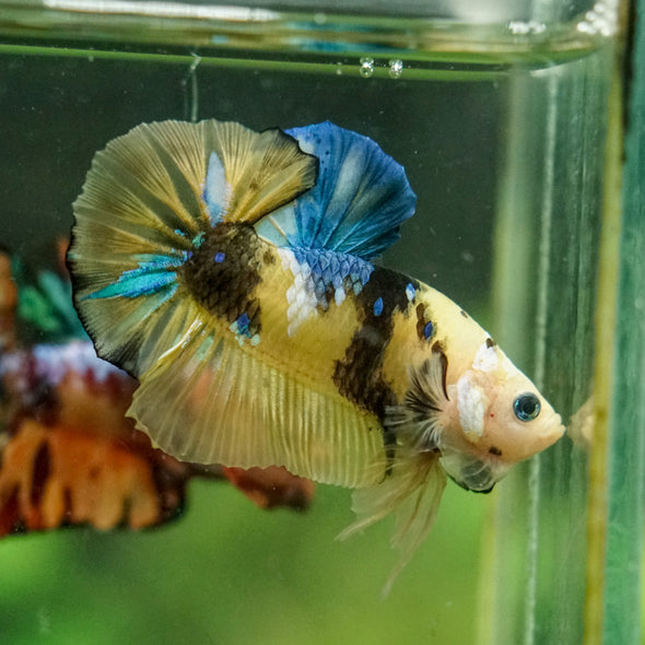Multicolor/Galaxy Koi Plakat -16 weeks Old