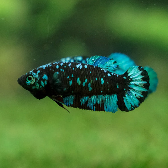 Black Galaxy Koi Plakat (Avatar) - Female- 13 Weeks Old