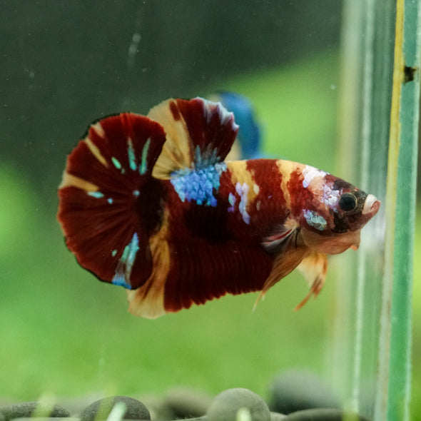 Multicolor/Galaxy Koi Plakat -16 weeks Old