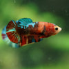 Multicolor/ Galaxy Koi Plakat- Female- 13 Weeks Old