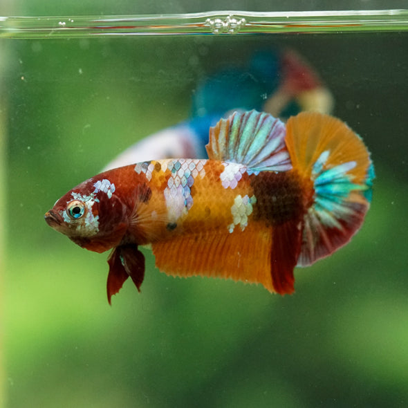 Multicolor/ Galaxy Koi Plakat- Female- 13 Weeks Old