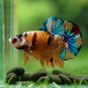 Multicolor/Galaxy Koi Plakat -16 weeks Old