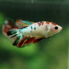 Multicolor/ Galaxy Koi Halfmoon- Female- 13 Weeks Old