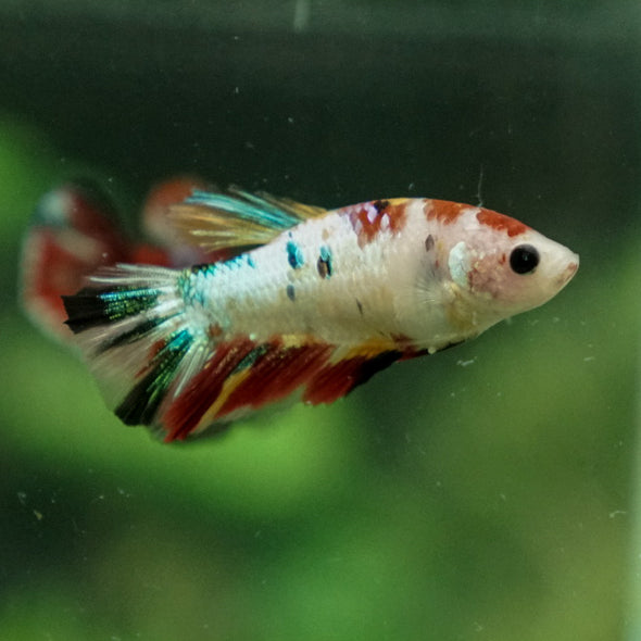 Multicolor/ Galaxy Koi Halfmoon- Female- 13 Weeks Old