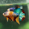 Multicolor/Galaxy Koi Plakat -16 weeks Old