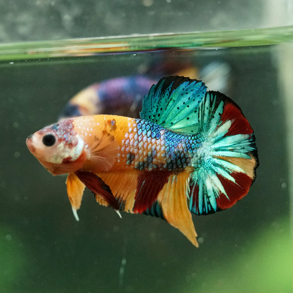 Multicolor/Galaxy Koi Plakat -16 weeks Old