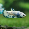 Blue/Green Dalmatian Plakat- Female