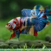 Multicolor/Galaxy Koi Plakat -15 weeks Old