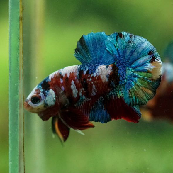Multicolor/Galaxy Koi Plakat -16 weeks Old