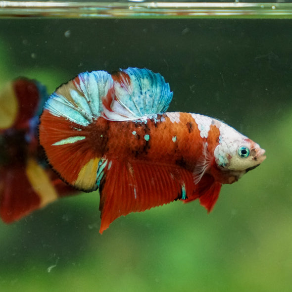 Multicolor/Galaxy Koi Plakat -13 weeks Old