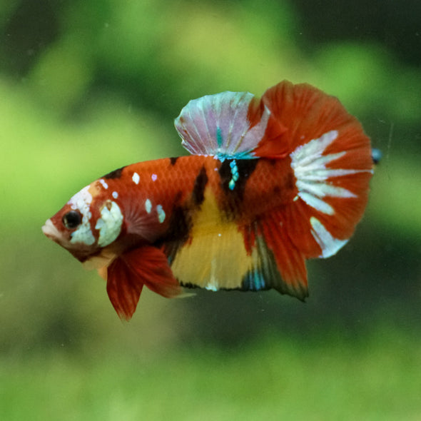 Multicolor/Galaxy Koi Plakat -13 weeks Old