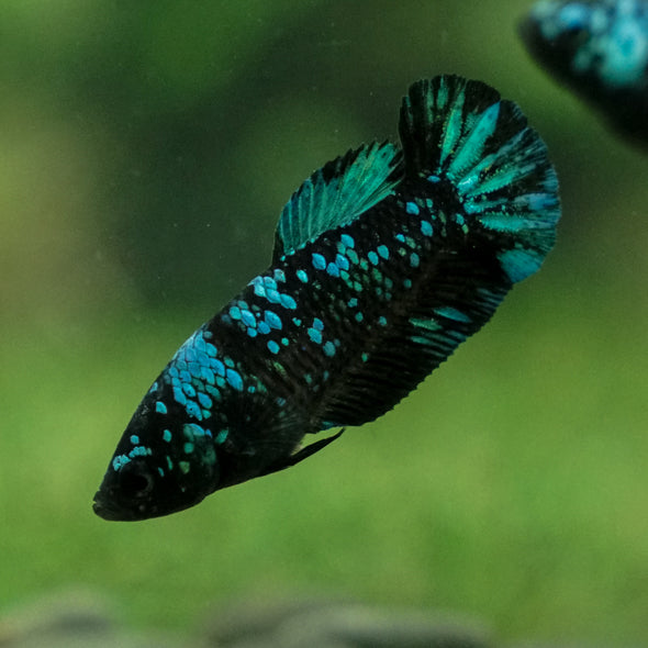 Black Galaxy Koi Plakat (Avatar) - Female- 13 Weeks Old